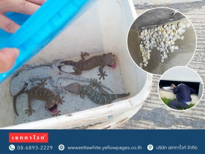 ตุ๊กแกเข้าบ้าน-บริการรับจับตุ๊กแกด่วน - กำจัดตุ๊กแก เซททาไวท์ 