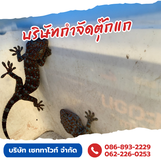 บริการรับกำจัดตุ๊กแก