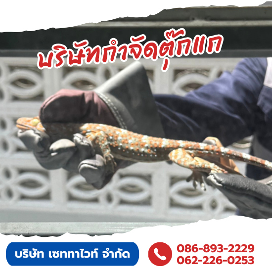 รับกำจัดตุ๊กแกราคาโปรโมชั่น