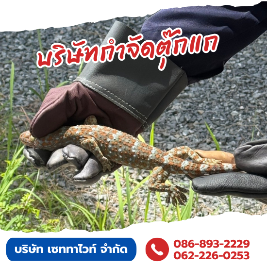 รับกำจัดตุ๊กแกในบ้านราคาถูก