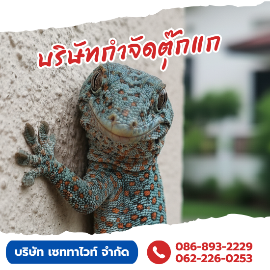 รับจับตุ๊กแกใกล้ฉัน